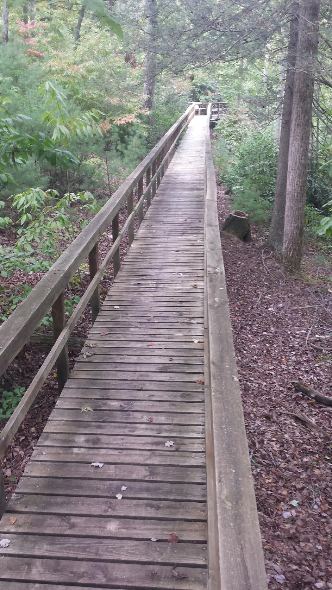 Long wood walkway with handrails built through the woods in Pike